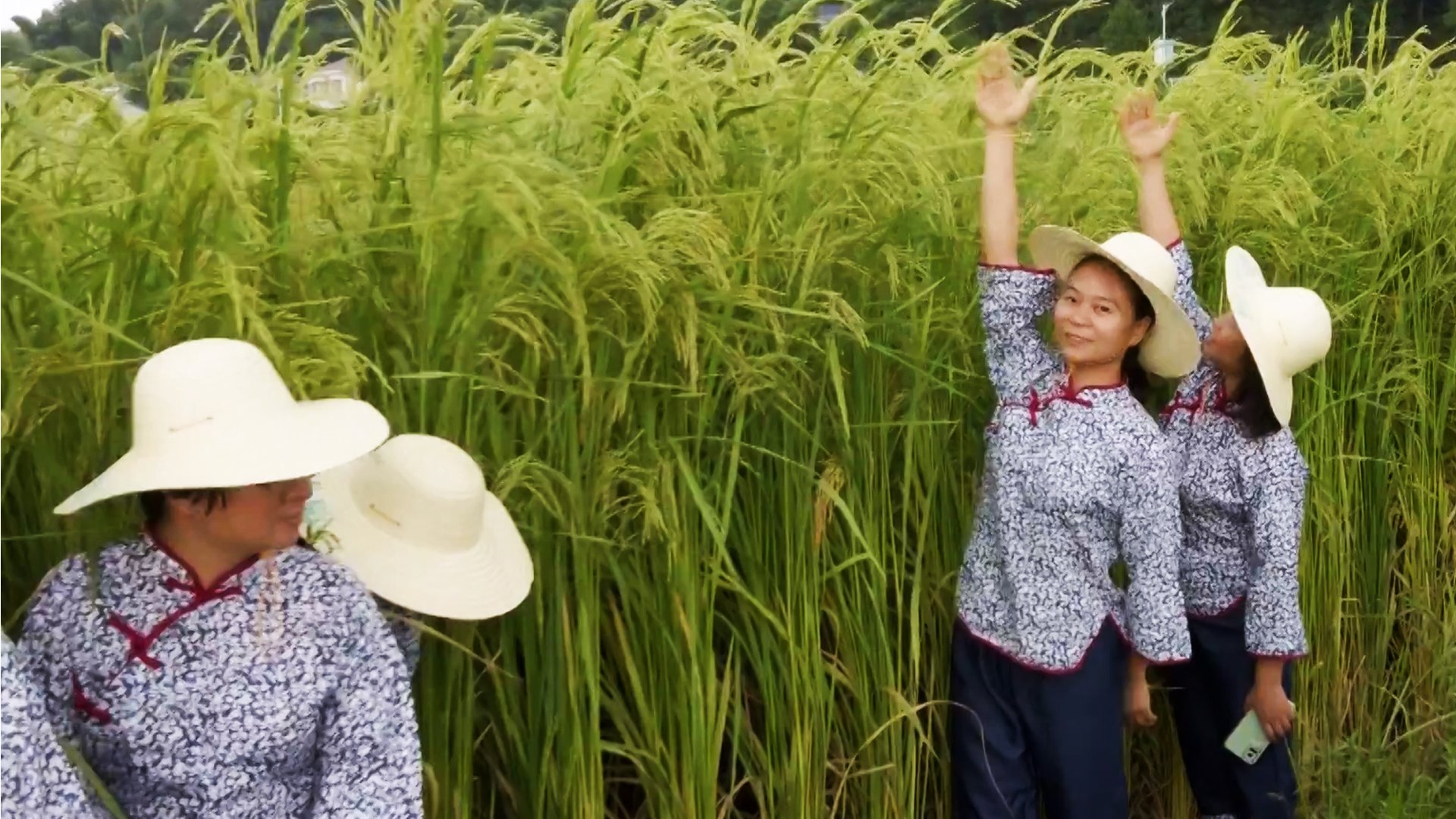 2-metre ‘giant rice’ twice as tall as other varieties nearly ready for first harvest in China